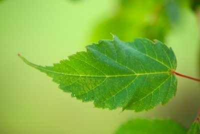 Acer stachyophyllum - javor čtyřčetný - list